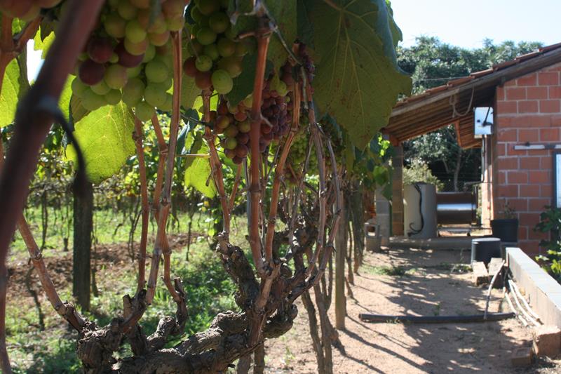 Adega Familia Lorenzon, foto Herikson Almeida